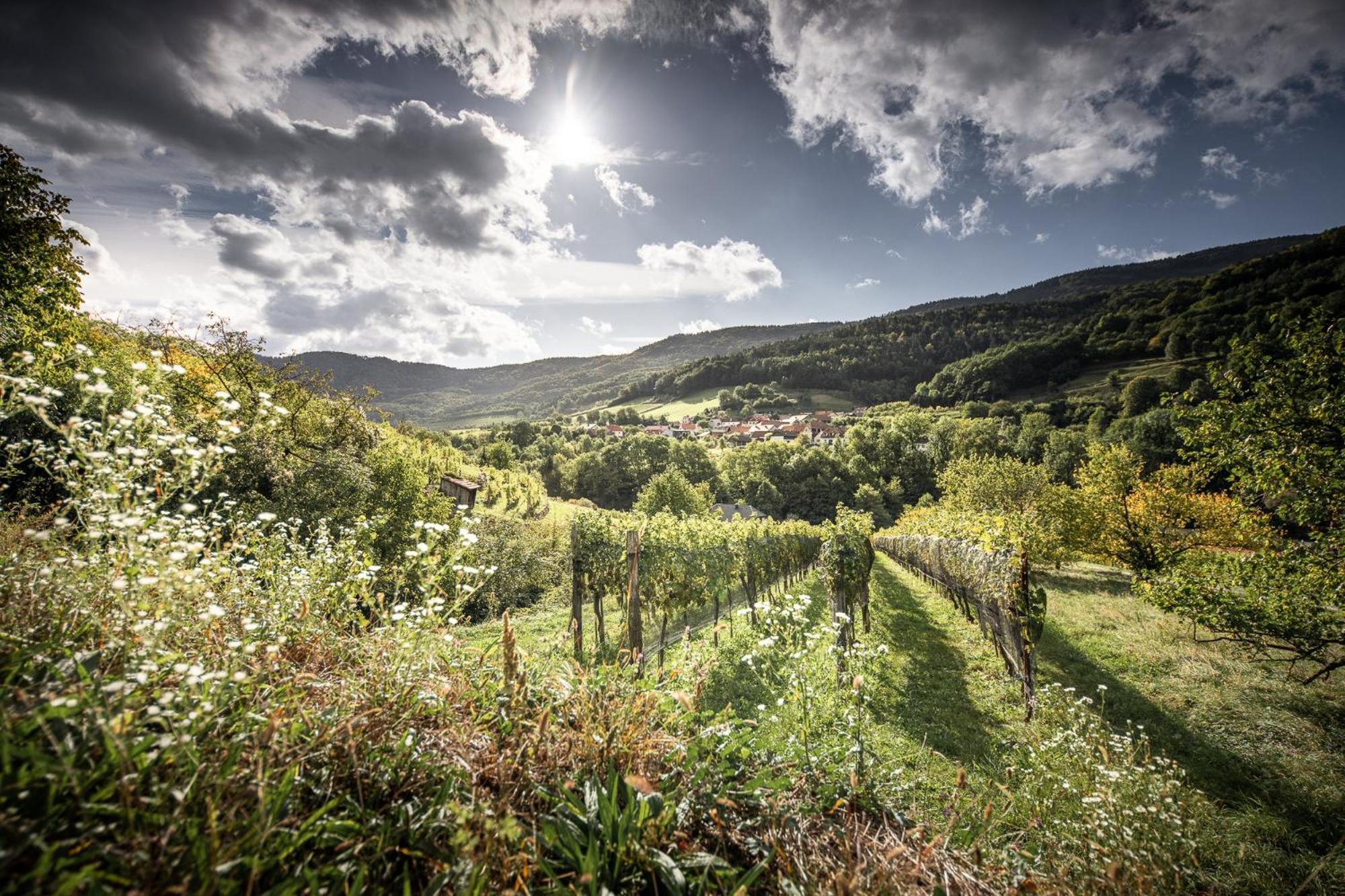 Riedenblick Spitz an der Donau